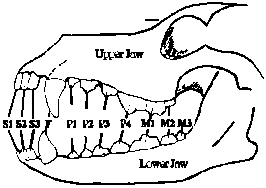 Image of Deutsch-Drahthaar jaws from the left-hand side