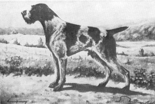 Painting of a standard type of Deutsch-Drahthaar male by E. Rumpf