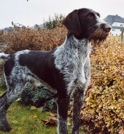 Lord III v.d. Wupperaue